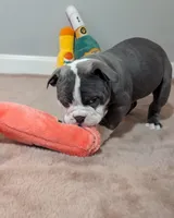 Mimosa, a female Olde English Bulldogge for sale in New Bedford, MA – Photo 2 of 10