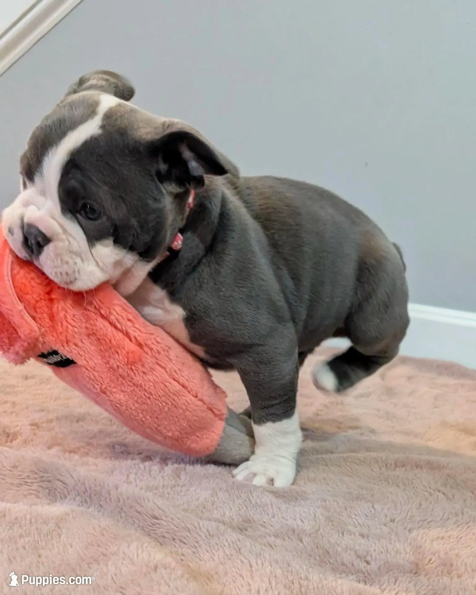 Mimosa, a female Olde English Bulldogge for sale in New Bedford, MA – Photo 5 of 10