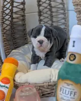 Mimosa, a female Olde English Bulldogge for sale in New Bedford, MA – Photo 8 of 10