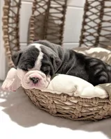 Mimosa, a female Olde English Bulldogge for sale in New Bedford, MA – Photo 7 of 10