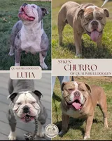 Mimosa, a female Olde English Bulldogge for sale in New Bedford, MA – Photo 10 of 10