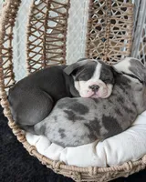 Mimosa, a female Olde English Bulldogge for sale in New Bedford, MA – Photo 6 of 10