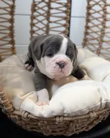 Mimosa, a female Olde English Bulldogge for sale in New Bedford, MA – Photo 9 of 10