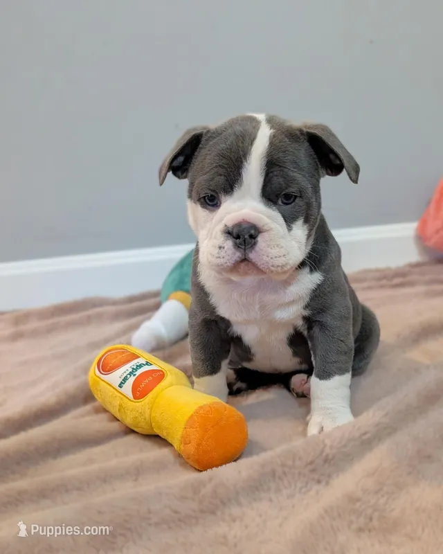 Mimosa – Olde English Bulldogge puppy for sale in New Bedford, MA