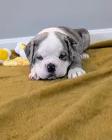 Omelette, a male Olde English Bulldogge for sale in New Bedford, MA – Photo 2 of 10