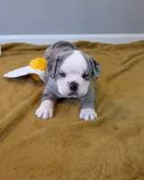 Omelette, a male Olde English Bulldogge for sale in New Bedford, MA – Photo 5 of 10