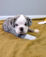 Omelette, a male Olde English Bulldogge for sale in New Bedford, MA – Photo 4 of 10