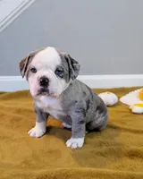 Omelette, a male Olde English Bulldogge for sale in New Bedford, MA – Photo 1 of 10