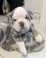 Omelette, a male Olde English Bulldogge for sale in New Bedford, MA – Photo 9 of 10