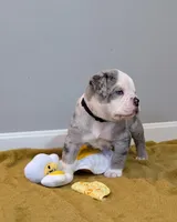 Omelette, a male Olde English Bulldogge for sale in New Bedford, MA – Photo 3 of 10