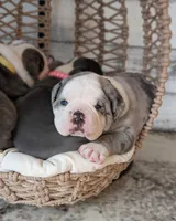 Omelette, a male Olde English Bulldogge for sale in New Bedford, MA – Photo 7 of 10