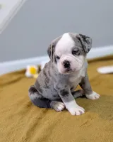 Omelette, a male Olde English Bulldogge for sale in New Bedford, MA – Photo 6 of 10