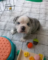 Omelette, a male Olde English Bulldogge for sale in New Bedford, MA – Photo 8 of 10