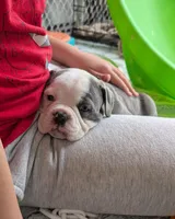 Toast, a male Olde English Bulldogge for sale in New Bedford, MA – Photo 6 of 10
