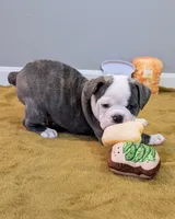 Toast, a male Olde English Bulldogge for sale in New Bedford, MA – Photo 3 of 10