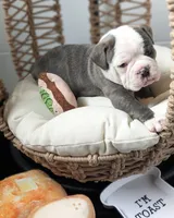 Toast, a male Olde English Bulldogge for sale in New Bedford, MA – Photo 8 of 10