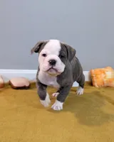 Toast, a male Olde English Bulldogge for sale in New Bedford, MA – Photo 2 of 10