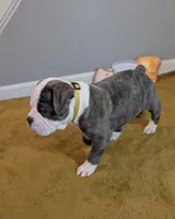 Toast, a male Olde English Bulldogge for sale in New Bedford, MA – Photo 4 of 10