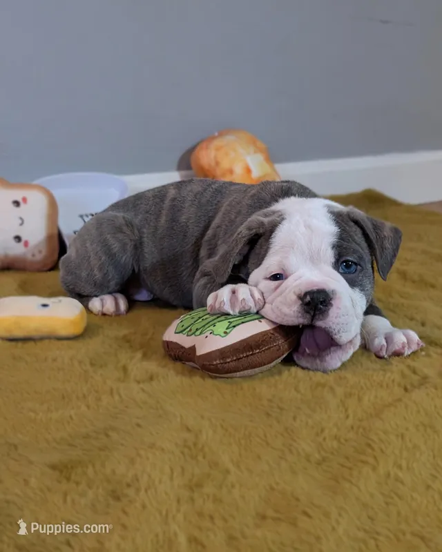 Toast – Olde English Bulldogge puppy for sale in New Bedford, MA