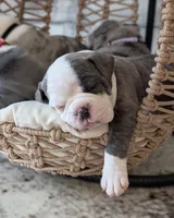 Toast, a male Olde English Bulldogge for sale in New Bedford, MA – Photo 7 of 10