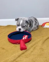 Bacon, a male Olde English Bulldogge for sale in New Bedford, MA – Photo 2 of 10