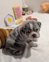 Bacon, a male Olde English Bulldogge for sale in New Bedford, MA – Photo 8 of 10