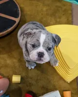 Bacon, a male Olde English Bulldogge for sale in New Bedford, MA – Photo 6 of 10