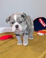 Bacon, a male Olde English Bulldogge for sale in New Bedford, MA – Photo 3 of 10