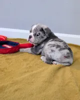 Bacon, a male Olde English Bulldogge for sale in New Bedford, MA – Photo 5 of 10