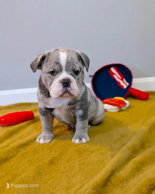 Bacon – Olde English Bulldogge puppy for sale in New Bedford, MA