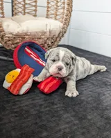 Bacon, a male Olde English Bulldogge for sale in New Bedford, MA – Photo 9 of 10
