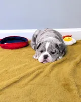 Bacon, a male Olde English Bulldogge for sale in New Bedford, MA – Photo 4 of 10