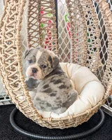 Bacon, a male Olde English Bulldogge for sale in New Bedford, MA – Photo 7 of 10