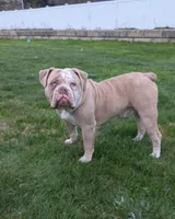 Croissant, a male Olde English Bulldogge for sale in New Bedford, MA – Photo 3 of 9
