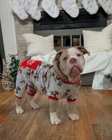 Croissant, a male Olde English Bulldogge for sale in New Bedford, MA – Photo 8 of 9