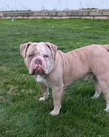 Croissant, a male Olde English Bulldogge for sale in New Bedford, MA – Photo 1 of 9
