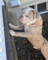 Croissant, a male Olde English Bulldogge for sale in New Bedford, MA – Photo 5 of 9