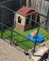 Croissant, a male Olde English Bulldogge for sale in New Bedford, MA – Photo 6 of 9