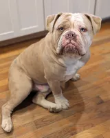 Croissant, a male Olde English Bulldogge for sale in New Bedford, MA – Photo 4 of 9