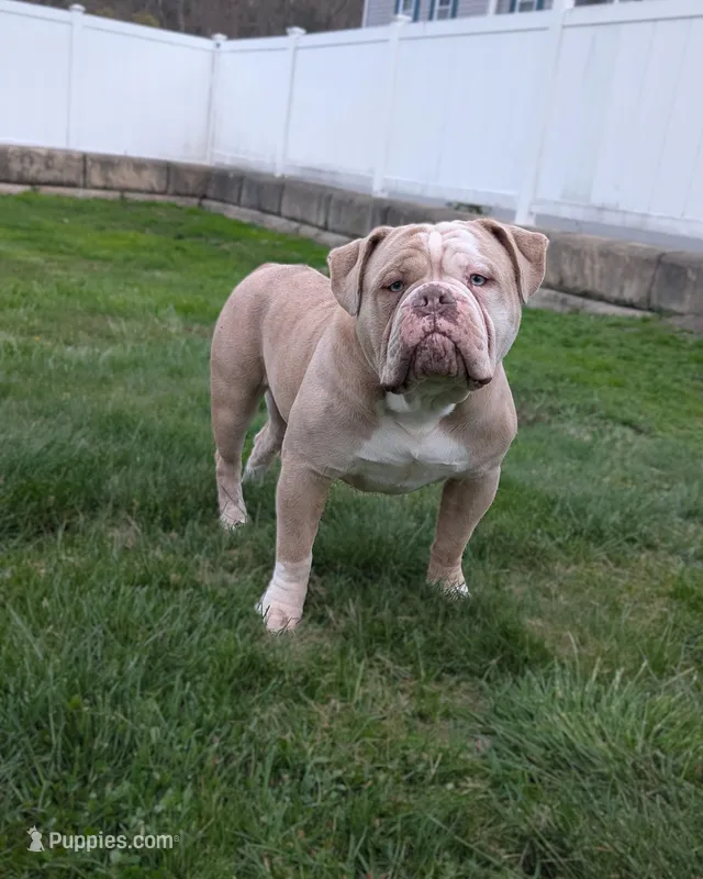 Croissant – Olde English Bulldogge puppy for sale in New Bedford, MA