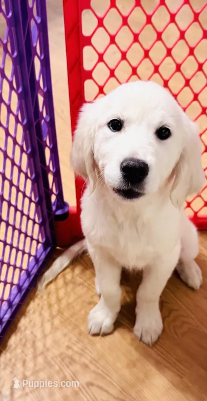 Pink Collar girl – English Cream Golden Retriever puppy for sale in Mountain Top, PA