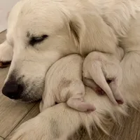 Pink Collar girl, a female English Cream Golden Retriever for sale in Mountain Top, PA – Photo 3 of 7