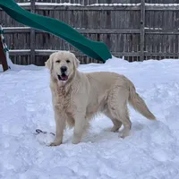 Pink Collar girl, a female English Cream Golden Retriever for sale in Mountain Top, PA – Photo 5 of 7
