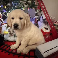 Pink Collar girl, a female English Cream Golden Retriever for sale in Mountain Top, PA – Photo 6 of 7