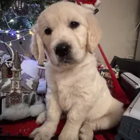 Pink Collar girl, a female English Cream Golden Retriever for sale in Mountain Top, PA – Photo 1 of 7