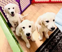 Pink Collar girl, a female English Cream Golden Retriever for sale in Mountain Top, PA – Photo 2 of 10