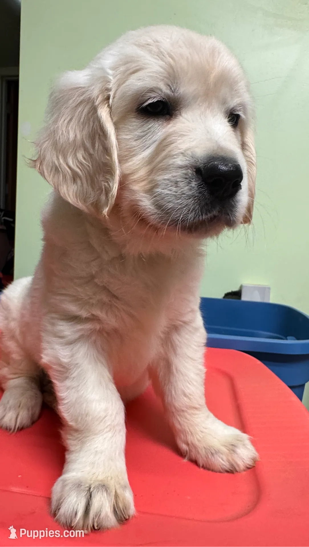 Dark Purple Collar Girl