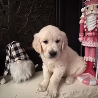 Dark Purple Collar Girl, a female English Cream Golden Retriever for sale in Mountain Top, PA – Photo 2 of 6