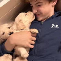 Dark Purple Collar Girl, a female English Cream Golden Retriever for sale in Mountain Top, PA – Photo 5 of 6