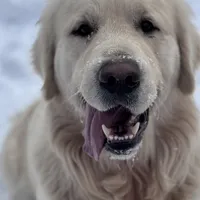 Dark Purple Collar Girl, a female English Cream Golden Retriever for sale in Mountain Top, PA – Photo 3 of 6